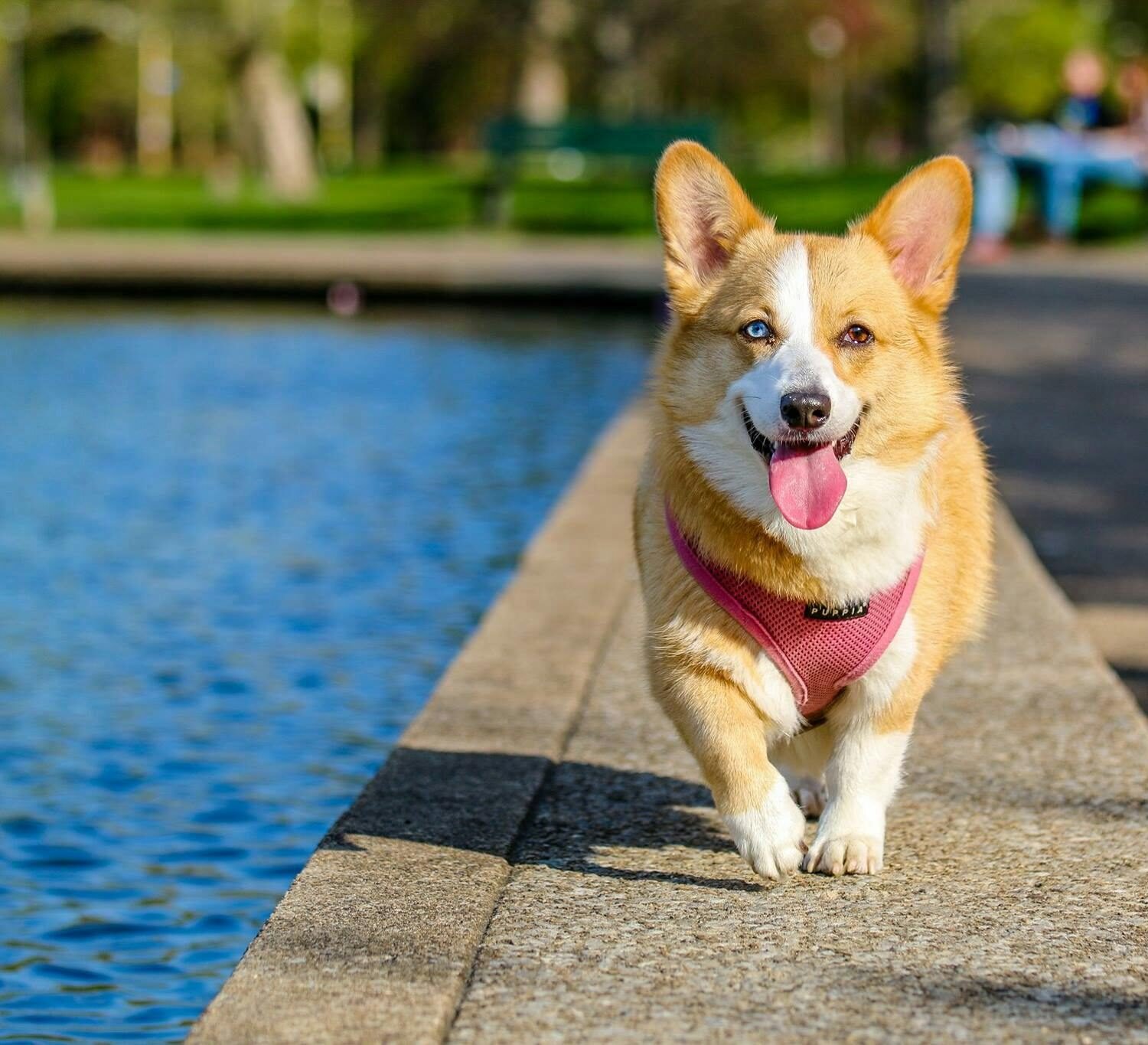 Cute corgi walking joyfully by the pond in the park on a sunny day.