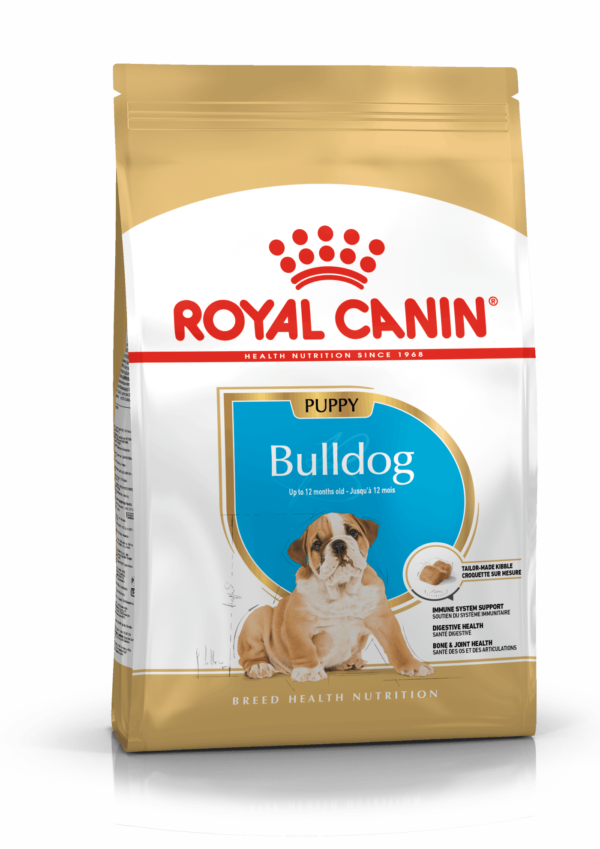 BHN BULLDOG INGLES PUPPY
