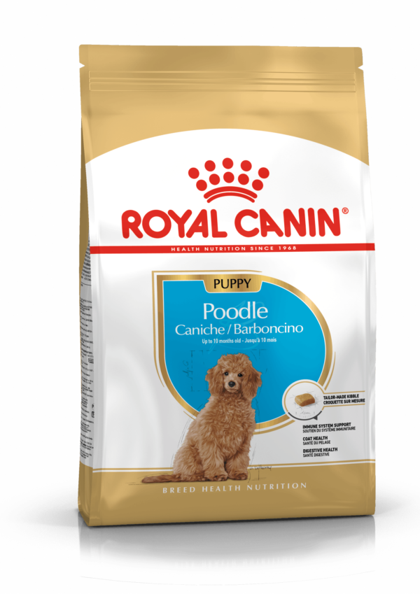 BHN POODLE PUPPY 3KG