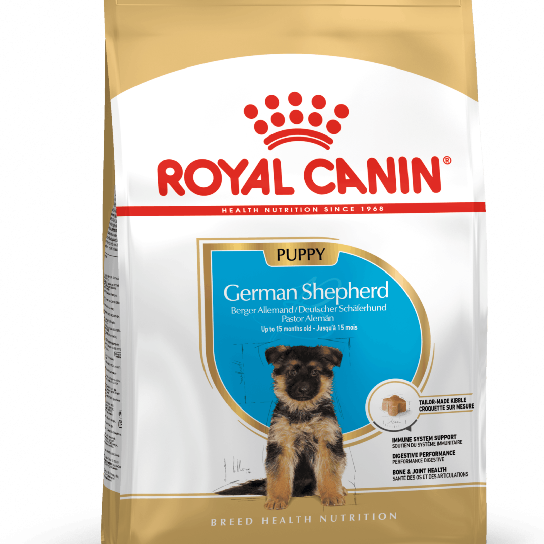BHN GERMAN SHEPHERD PUPPY 13.6 KG