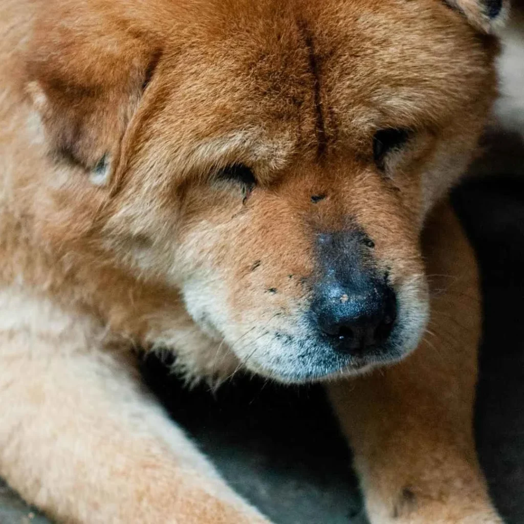 ¿Cómo evitar el exceso de pelo en casa? Consejos para el cuidado de la piel y pelaje
