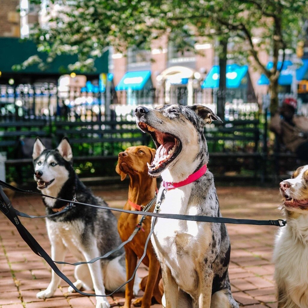 Beneficios de los paseos diarios para la salud física y mental de tu perro